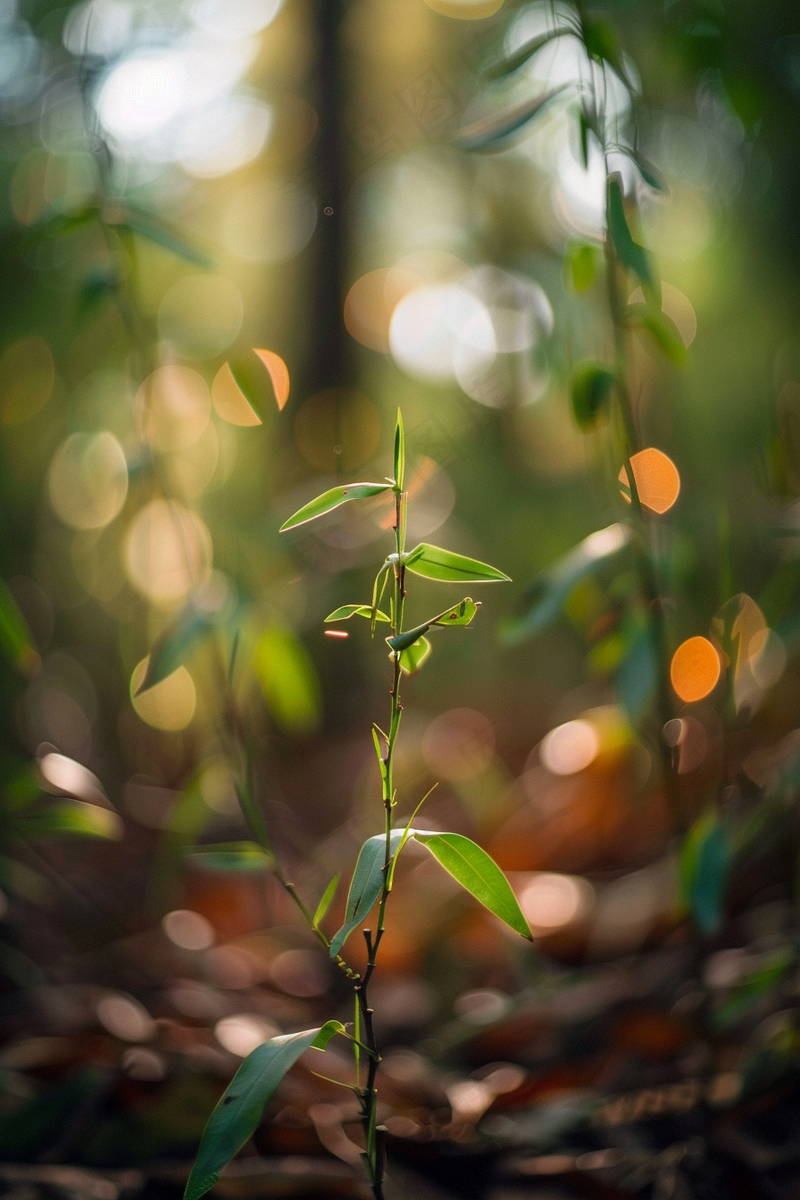 春天抽新芽的树枝光圈摄影图