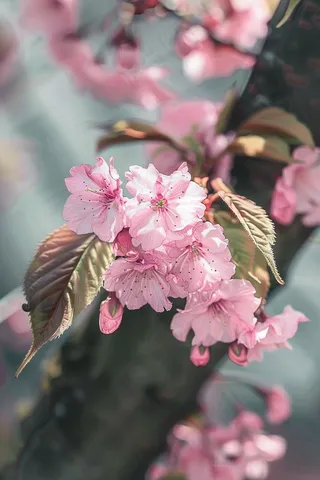 春日樱花花朵摄影图