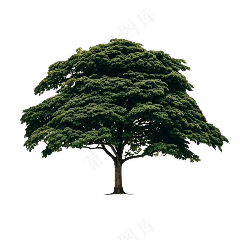 PSD免抠人面子树