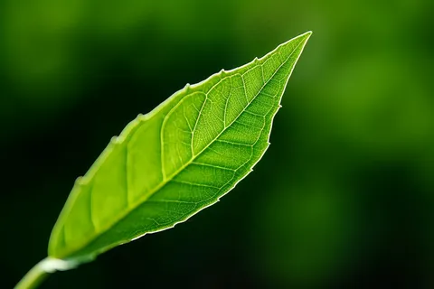 绿叶细节特写摄影图