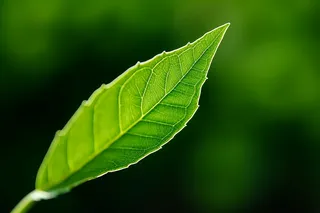 绿叶细节特写摄影图