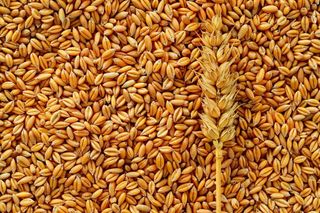 小麦粮食收成秋天立秋秋分摄影图