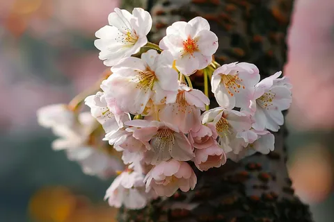 a close up of a bunch of flowers on a tree, a picture by Shiba Kōkan, pixabay, romanticism, sakura flowers, sakura flower, blossom sakura 