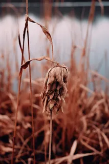 秋冬干枯的荷叶池塘枯叶枯黄摄影图