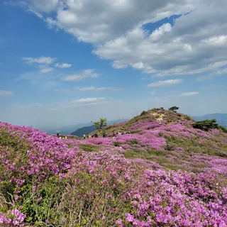 高山上的紫色花海1