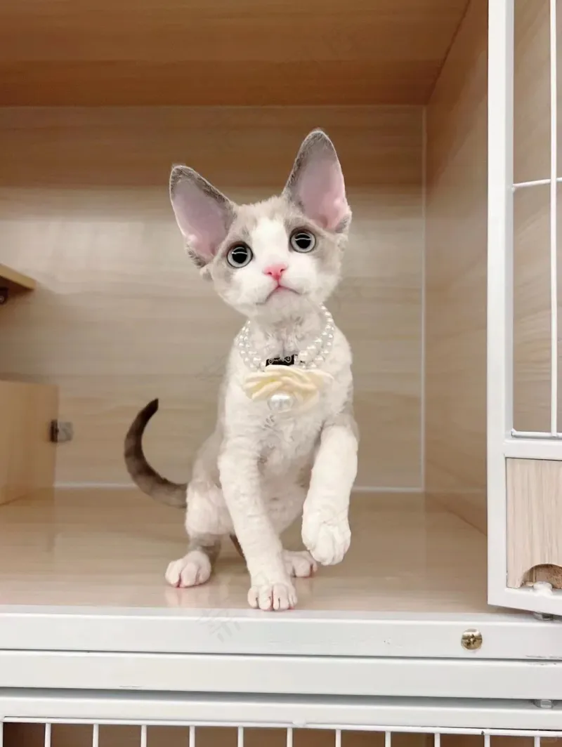 可爱猫咪摄影