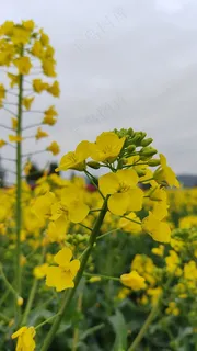 黄色简约风 黄色简约风