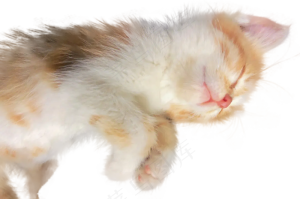 小猫咪素材