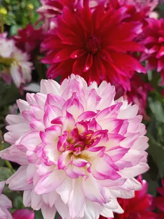 白色和红色的花美图