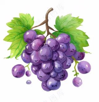 紫葡萄水果水彩插画免抠