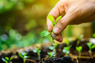 手捧树苗植树保护环境公益活动摄影图