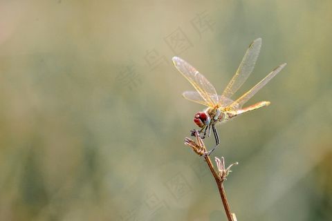 阳光下的金翅蜻蜓