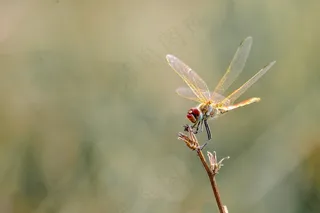 阳光下的金翅蜻蜓
