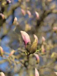 户外玉兰花花朵 户外玉兰花花朵