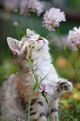 猫咪宠物猫可爱动物摄影图