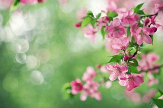 立春粉色花朵树枝绿意绿色背景春分惊蛰摄影图