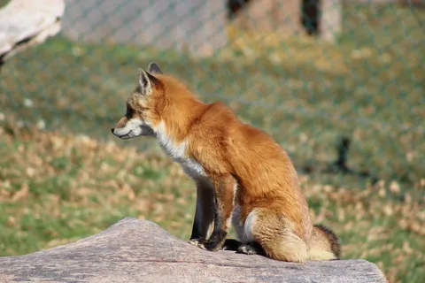 户外狐狸动物
