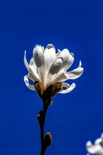 户外玉兰花花朵