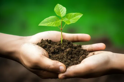 手捧树苗在土壤中嫩芽立春保护环境摄影图 手捧树苗在土壤中嫩芽立春保护环境摄影图