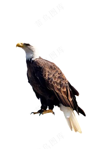 站立老鹰 免抠