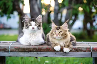 猫咪宠物猫可爱动物摄影图