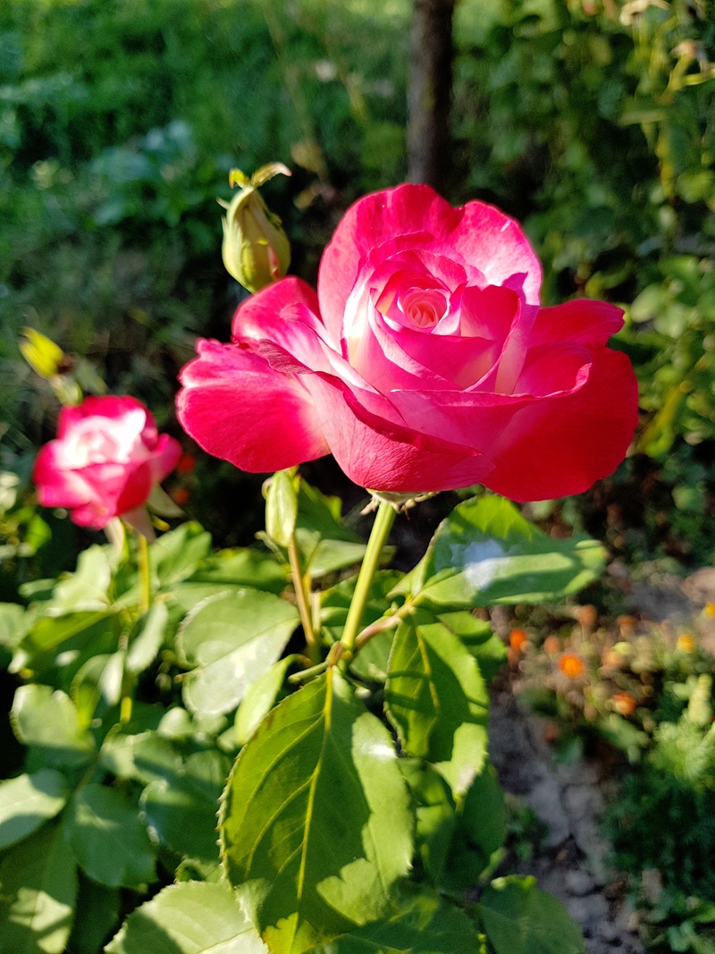 花园红玫瑰植物特写