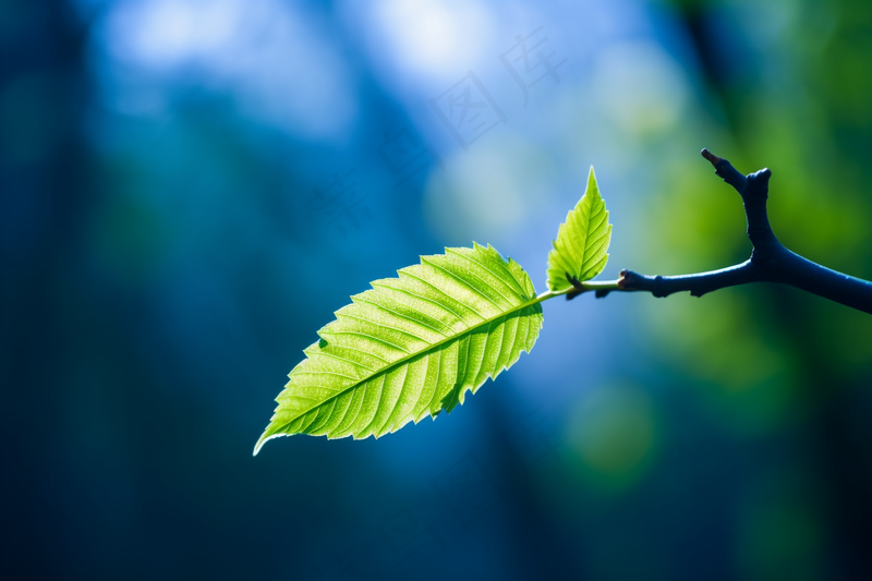 树抽新芽嫩叶碧蓝背景摄影图