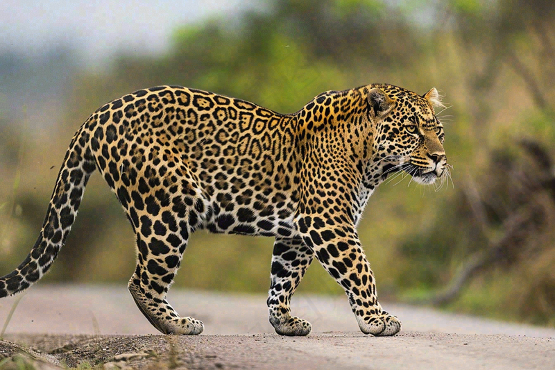 户外活动的猎豹保护动物摄影图