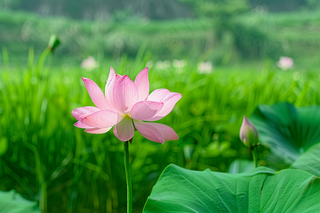 夏日荷花荷叶摄影图
