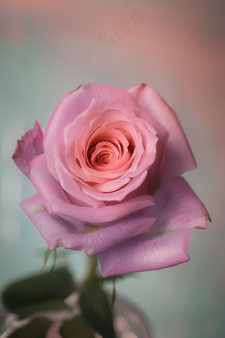 玫瑰花鲜花花朵摄影图