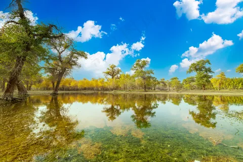 胡杨林图片 胡杨林图片