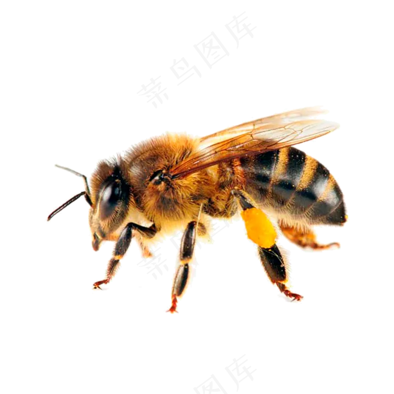 一只黄色的蜜蜂