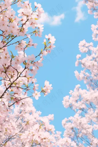 春天白粉色樱花蓝天背景摄影图