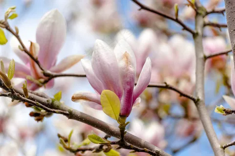 户外玉兰花花朵 户外玉兰花花朵