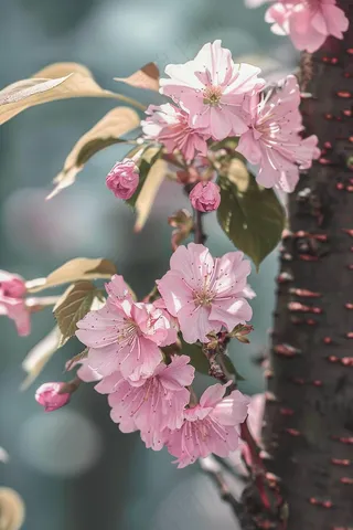 春日樱花花朵摄影图