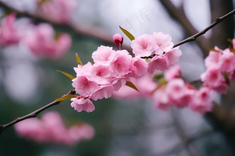 春天粉色樱花树枝摄影图(4032x2688)