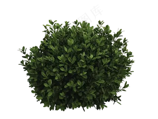 免抠绿叶灌木