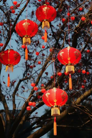 新年树梢挂着红灯笼喜庆摄影图