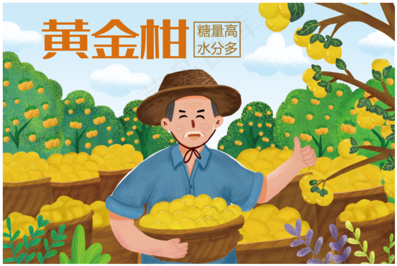 黄金柑包装礼盒设计文件素材psd模版下载