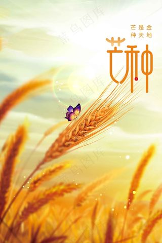 芒种节气传统海报