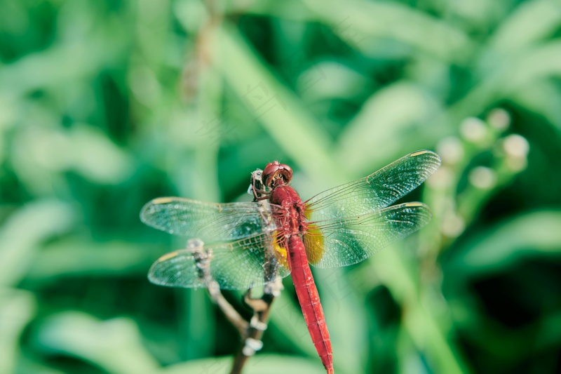 红蜓立夏绿丛中