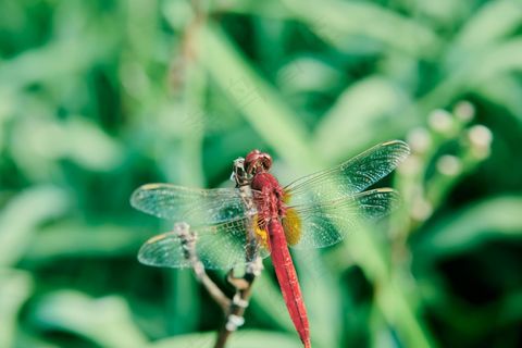 红蜓立夏绿丛中