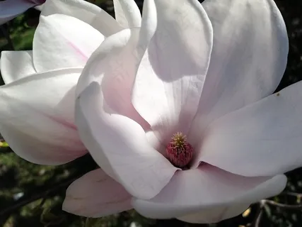 户外玉兰花花朵 户外玉兰花花朵