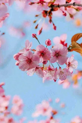 春天樱花盛开粉色浪漫唯美立春春分惊蛰摄影图