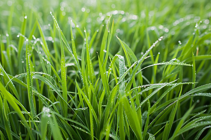 春天梅雨季的草地嫩草露珠摄影图(4032x2688)