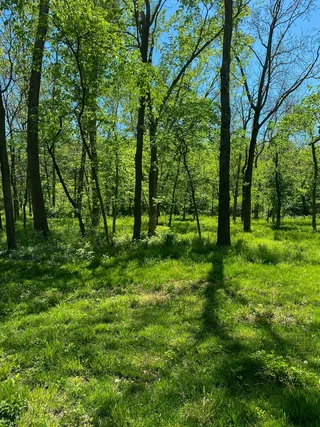 遍地绿色的树林