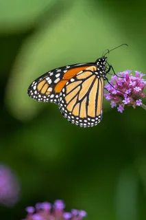 花丛中的王者——帝王蝶 花丛中的王者——帝王蝶