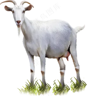 山羊图片,