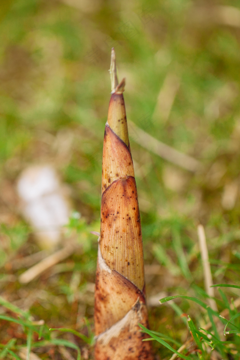 户外竹林竹笋