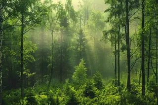 山林森林阳光绿色大自然风景摄影图